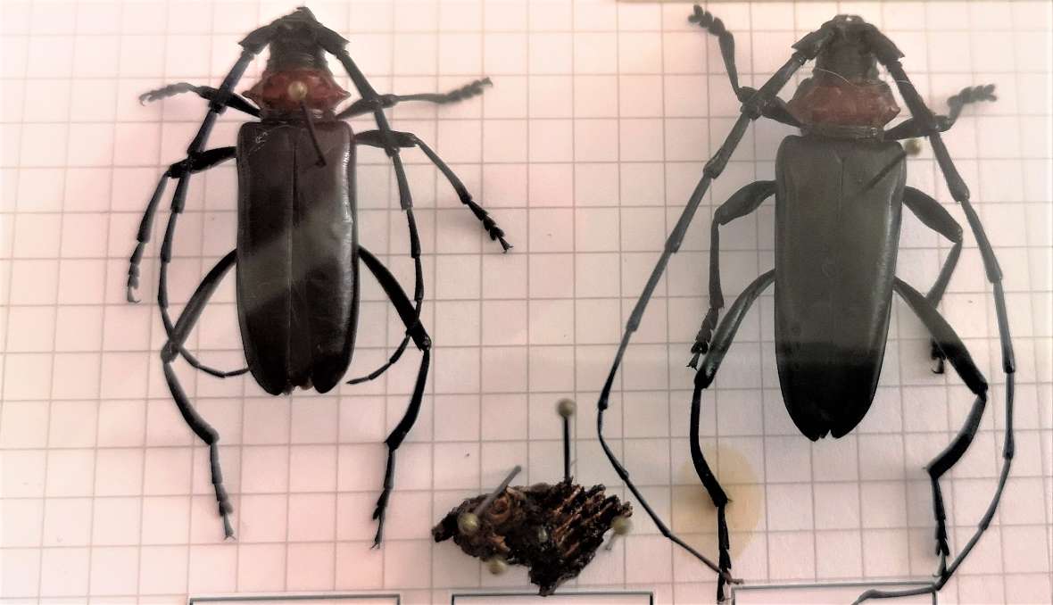 Weibchen (links) und Männchen (rechts) von Aromia bungii